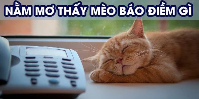 Những điều cơ bản cần biết khi mơ gặp mèo